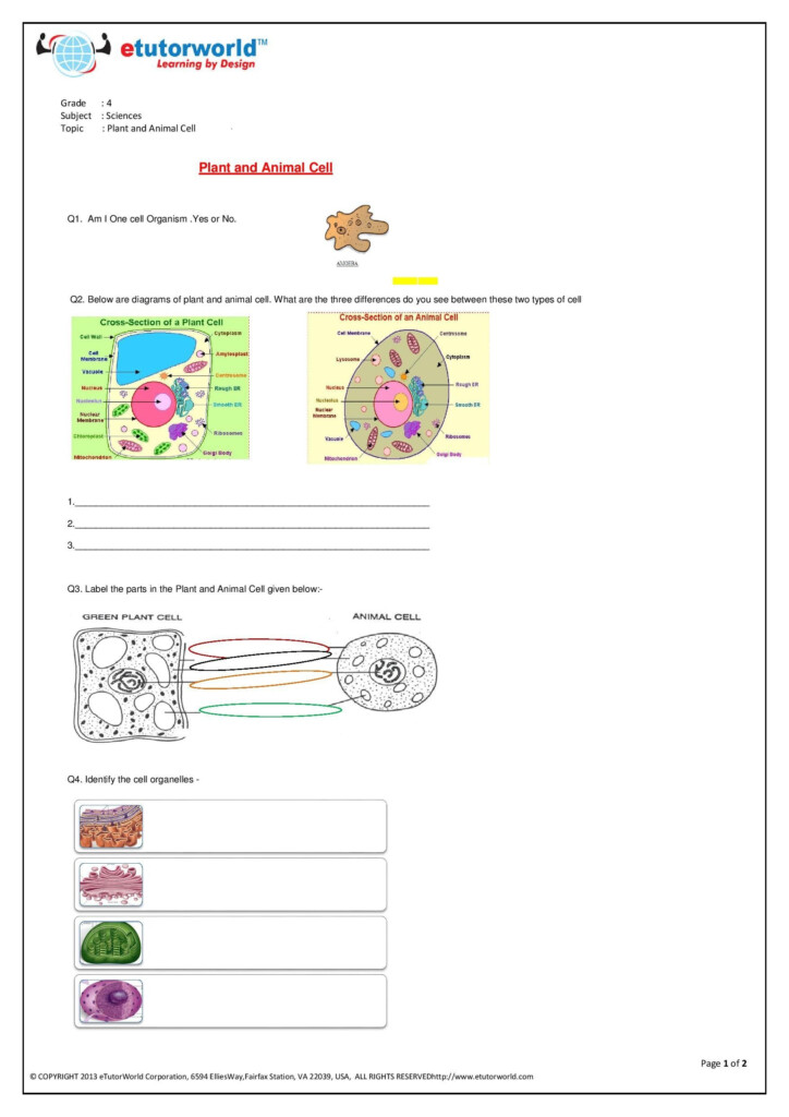 This Fun worksheet About Plant Animal Cells Has Been Prepared By 