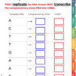 Transcription Practice Worksheet