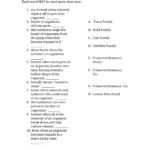 Types Of Fossils Worksheet