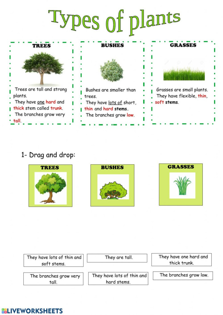 Types Of Plants Exercise