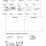 Vertebrates And Invertebrates With Images Vertebrates And Invertebrates Vertebrates