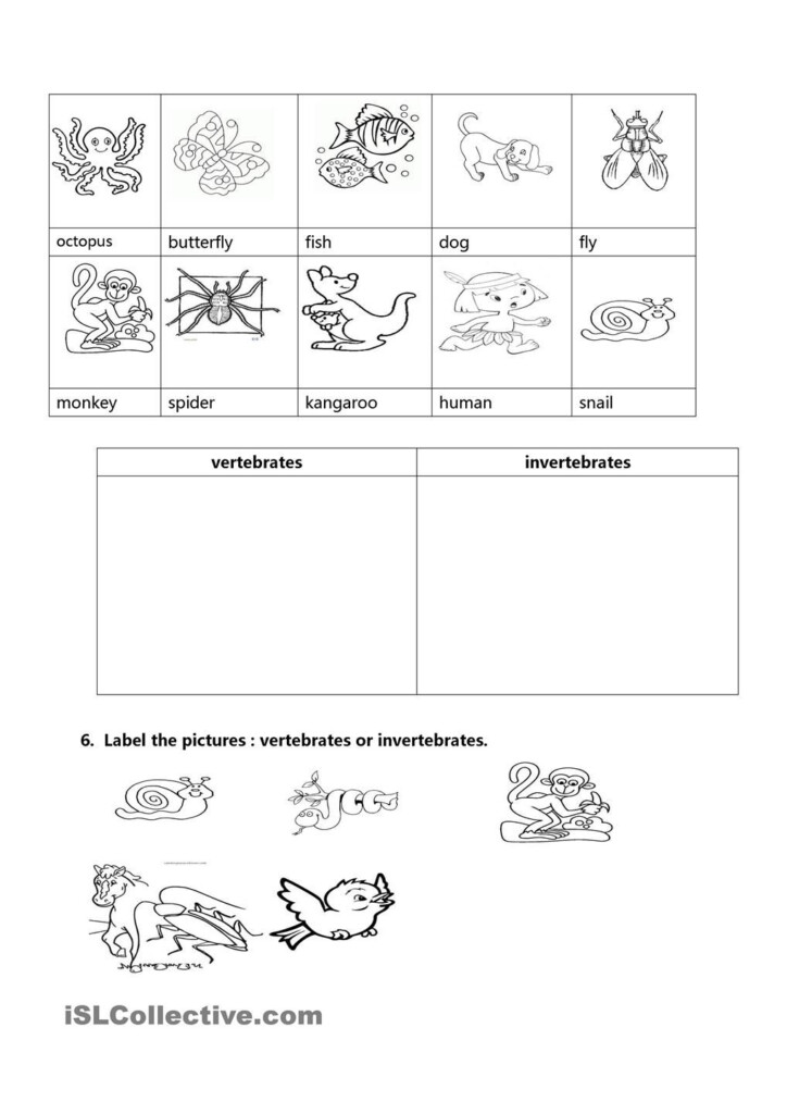 Vertebrates And Invertebrates With Images Vertebrates And Invertebrates Vertebrates 