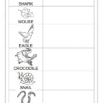 Vertebrates invertebrates Worksheet