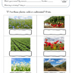 Wild Plants Worksheets 99Worksheets