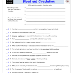 Worksheet For Bill Nye Blood And Circulation Video Differentiated