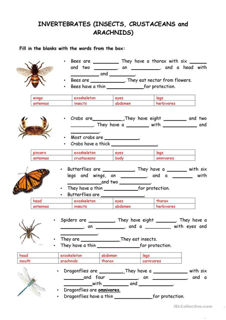 Worksheet Vertebrates And Invertebrates Worksheets Grass Fedjp Worksheet Study Site