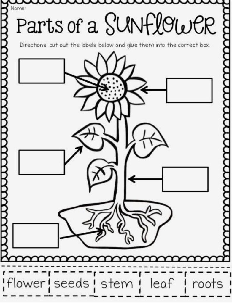 1st Grade Worksheets Science Worksheets Science Lessons Kindergarten 