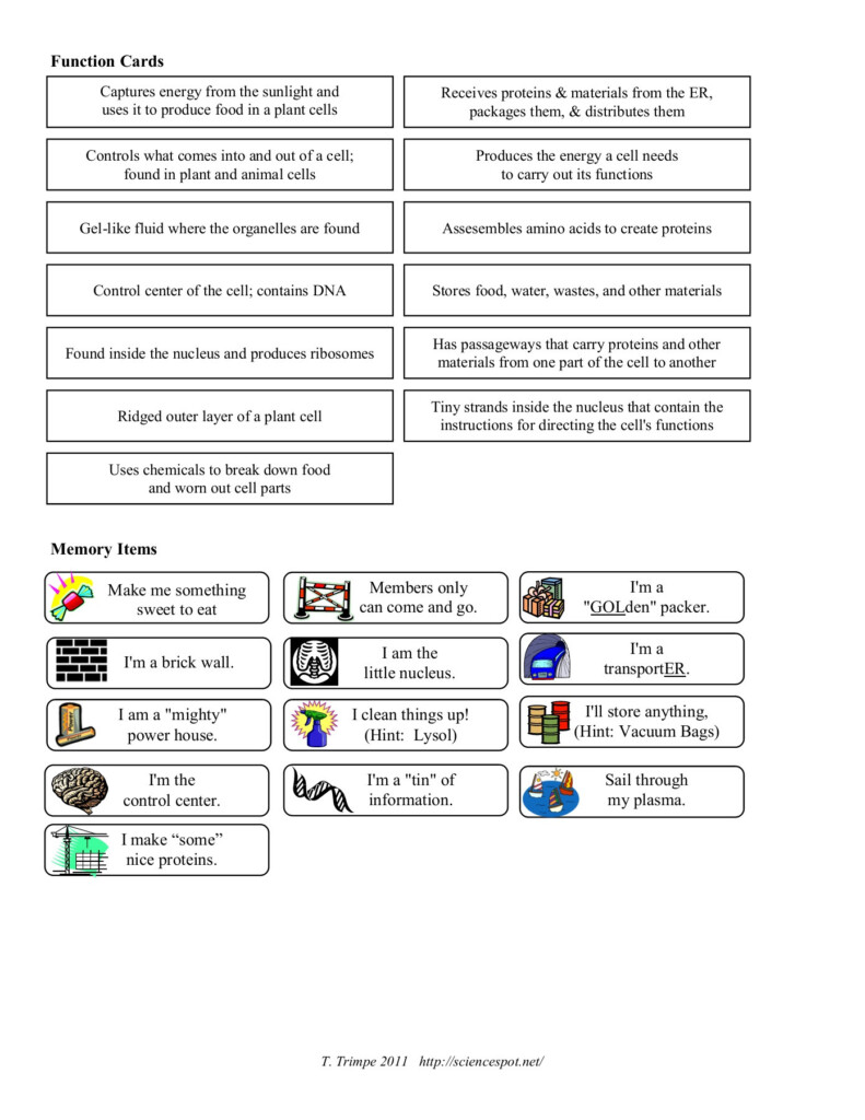 30 Cell Organelles Worksheet Answer Key Education Template