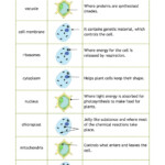 30 Cell Organelles Worksheet Answer Key Education Template