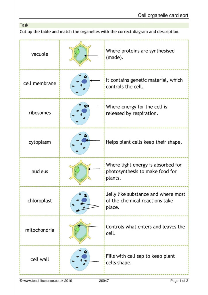 30 Cell Organelles Worksheet Answer Key Education Template