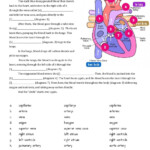 39 The Circulatory System Worksheet Answer Key Worksheet For Fun