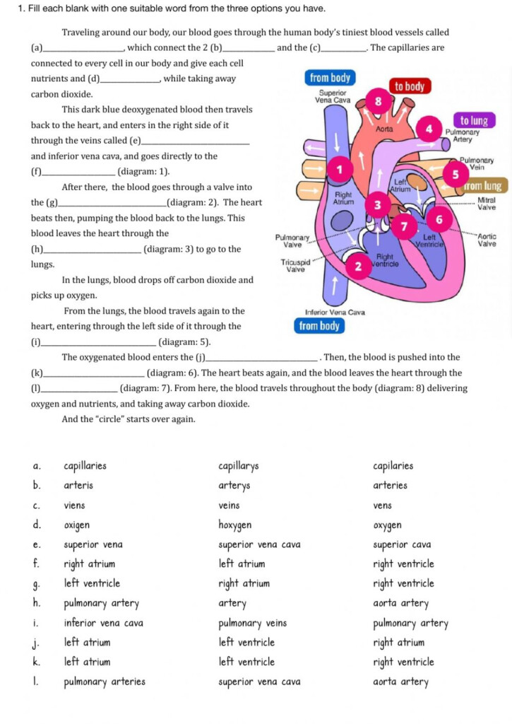 39 The Circulatory System Worksheet Answer Key Worksheet For Fun