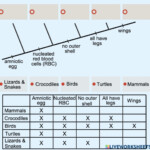 40 Phylogenetic Tree Worksheet High School Worksheet For Fun