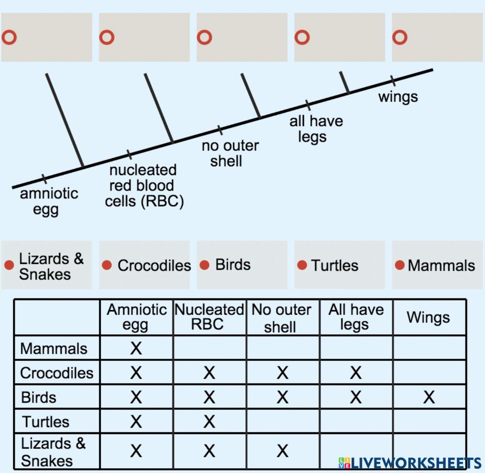 40 Phylogenetic Tree Worksheet High School Worksheet For Fun