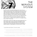 41 Chapter 7 The Nervous System Answer Key JohnnieTaome