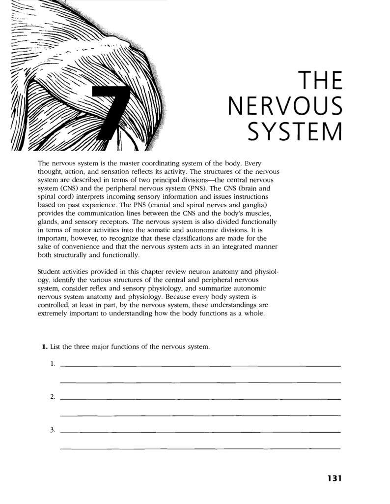 41 Chapter 7 The Nervous System Answer Key JohnnieTaome