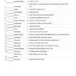 41 Lifetime Health Skills Worksheet Answers Worksheet Online