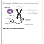 42 Dna And Genes Worksheet Answer Worksheet Online