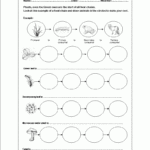 5th Grade Food Webs And Food Chains Worksheet Thekidsworksheet