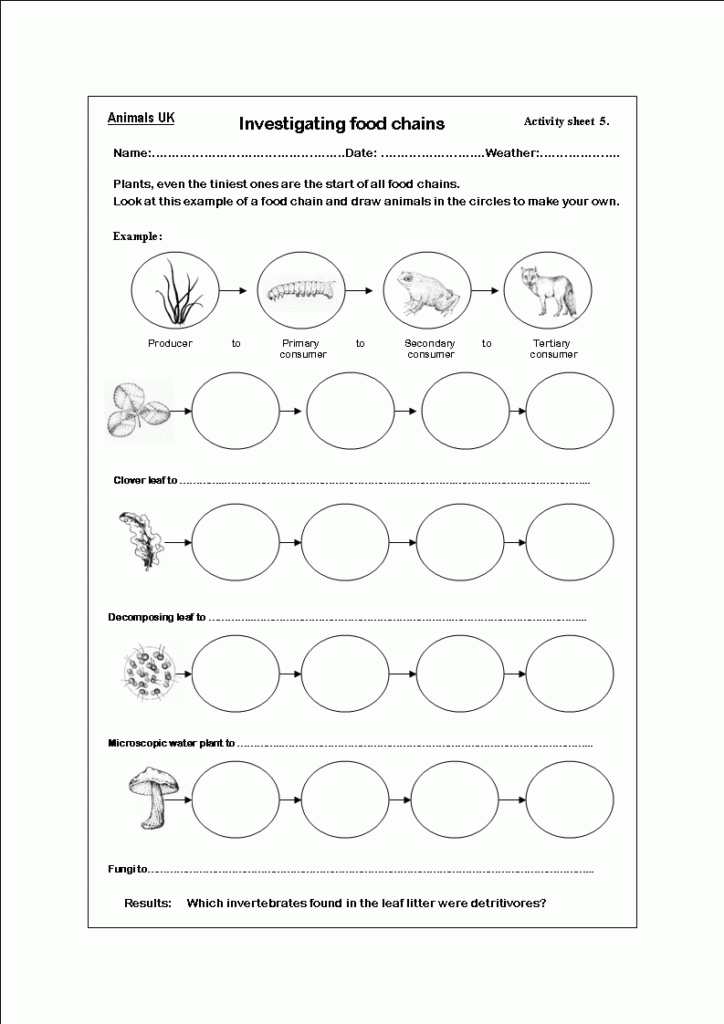 5th Grade Food Webs And Food Chains Worksheet Thekidsworksheet