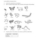 8 2Nd Grade Science Worksheet Vertebrates Vertebrates And