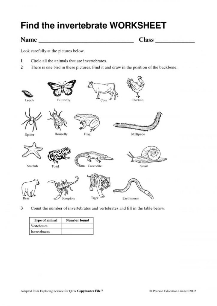 8 2Nd Grade Science Worksheet Vertebrates Vertebrates And 