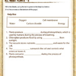 All About Plants 2 View Printable Science Worksheet For 5th Grade