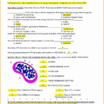 Amoeba Sisters Photosynthesis And Cellular Respiration Worksheet Answer