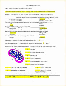 Amoeba Sisters Photosynthesis And Cellular Respiration Worksheet Answer ...