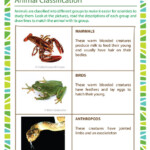 Animal Classification Worksheet 2nd Grade Animal Science School Of