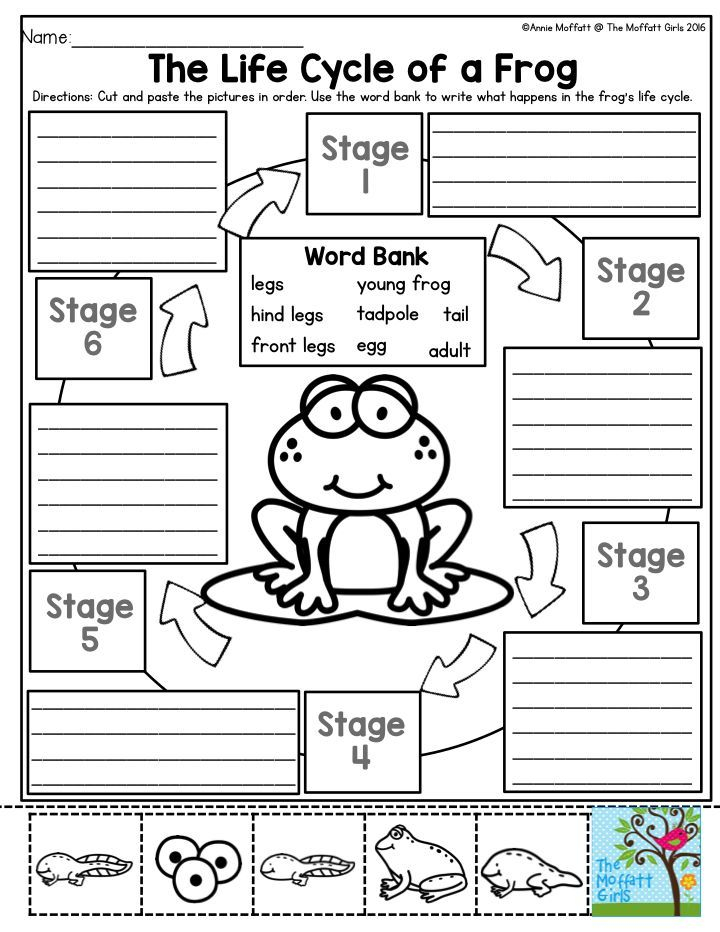 April FUN Filled Learning Third Grade Science Life Cycle Worksheet 