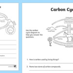 Carbon Cycle Worksheet 5th Grade