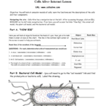 Cells Alive Cell Cycle Worksheet Answer Key Pdf Live Worksheet Online