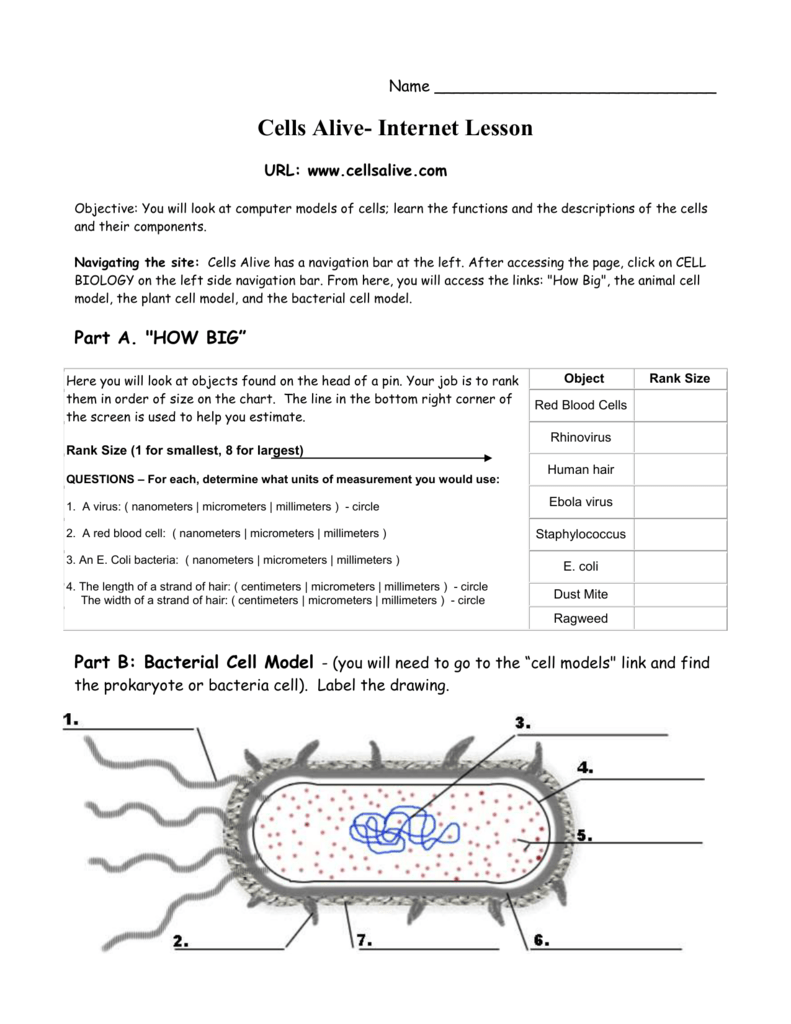 Cells Alive Cell Cycle Worksheet Answer Key Pdf Live Worksheet Online