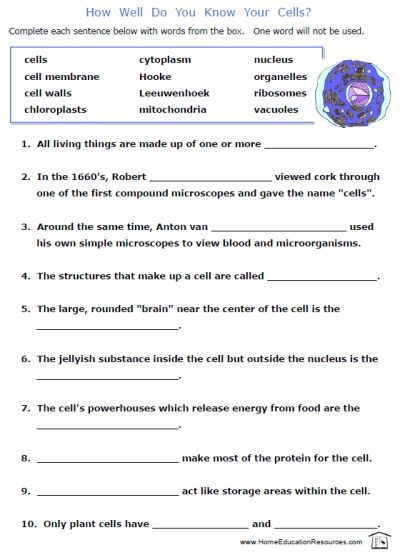 Cells Worksheets 7th Grade Science Worksheets High School Biology 