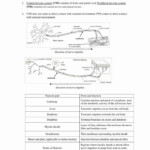 Chapter 7 The Nervous System Answer Key Page 127 Designbuildliv