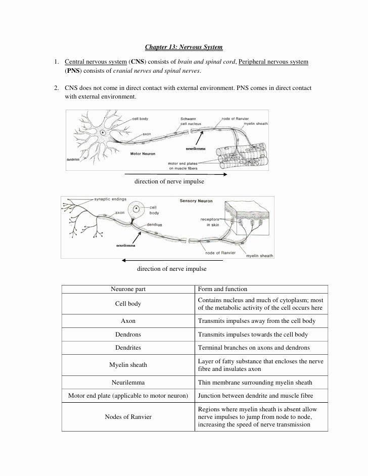 Chapter 7 The Nervous System Answer Key Page 127 Designbuildliv