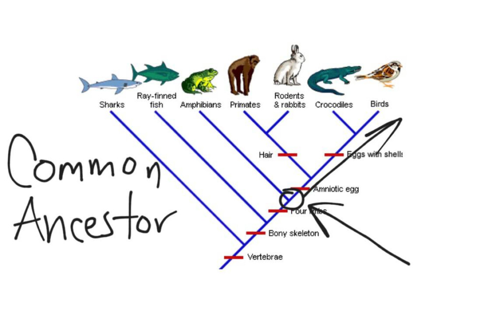 Cladogram YouTube