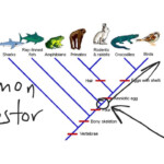 Cladogram YouTube