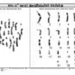 Cut N Paste Karyotyping Activity Genetic Science Learning Center