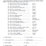 Dichotomous Key Science Worksheets Life Science Classroom