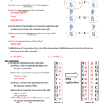 Dna Basics Worksheet Answers Free Download Gmbar co