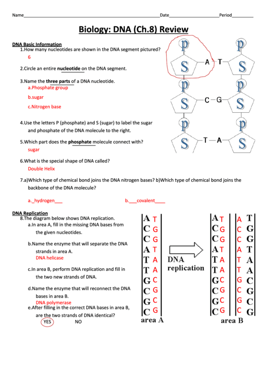 Dna Basics Worksheet Answers Free Download Gmbar co