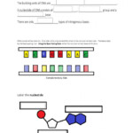 Dna Replication Worksheet Answers