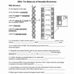 Dna The Molecule Of Heredity Worksheet Answers Worksheets Samples