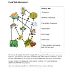 Food Chain Worksheet 5Th Grade Db excel