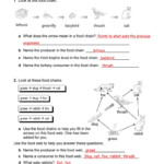 Food Chain Worksheet 5Th Grade Db excel