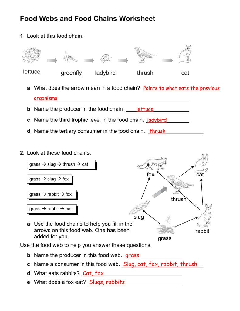 Food Chain Worksheet 5Th Grade Db excel