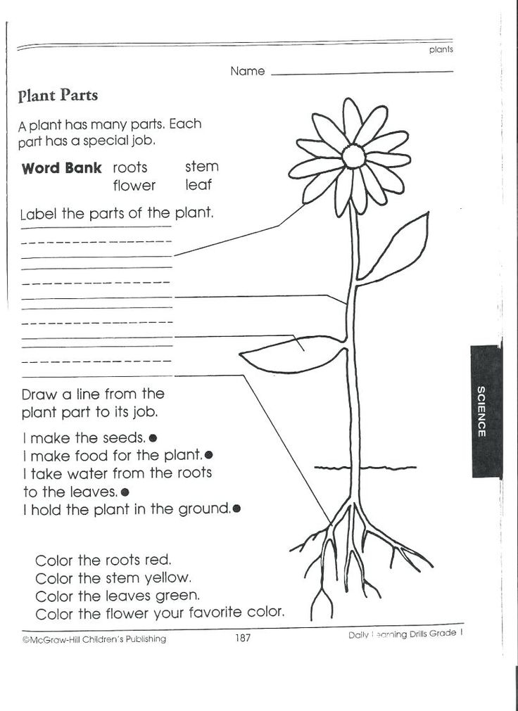 Food Coloring Flower Experiment Worksheet Science Worksheets 1st