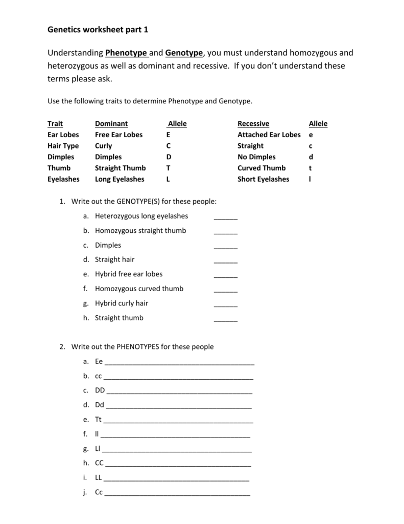 Genetics Worksheet Answers Key